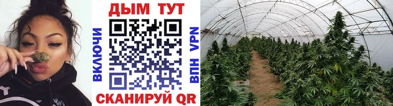 где купить наркоту  Саянск  Бошки Шишки THC 21% 